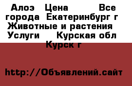 Алоэ › Цена ­ 150 - Все города, Екатеринбург г. Животные и растения » Услуги   . Курская обл.,Курск г.